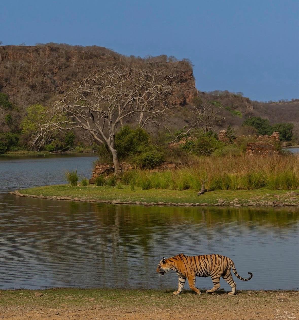 Tiger Ranthambore